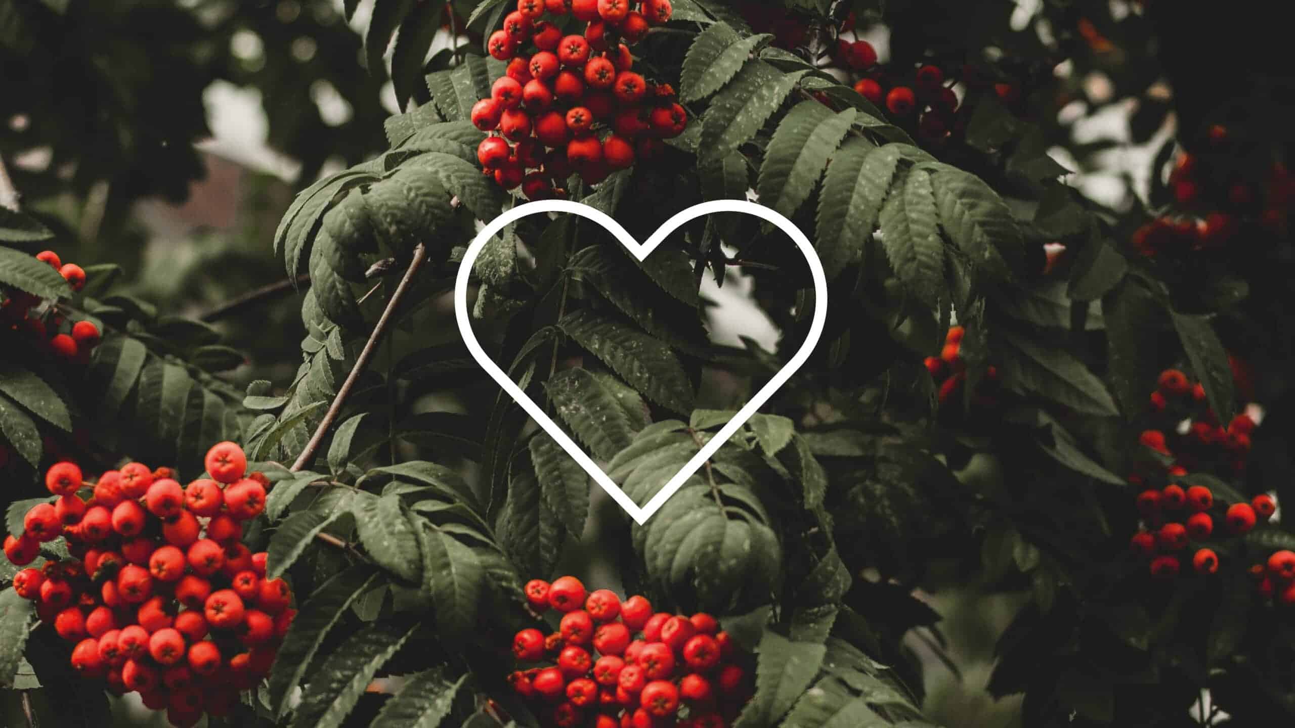 Hallonbuskar med röda bär och gröna blad, symboliserande naturlig skönhet och hälsa, i en lugn och frodig miljö.
